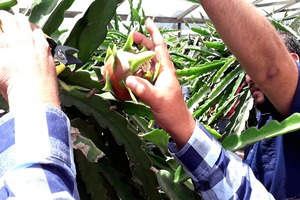 ICTA enseña a productores de pitaya manejo agronómico del cultivo y su industrialización